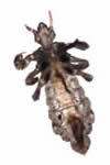 Adult Louse