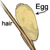  egg on a hair shaft